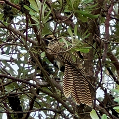 Eudynamys orientalis (Pacific Koel) at Tomakin, NSW - 26 Jan 2025 by Hejor1