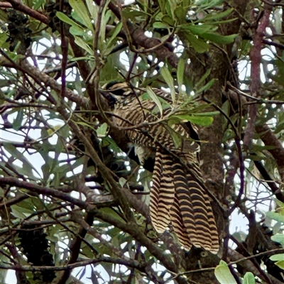 Eudynamys orientalis (Pacific Koel) at Tomakin, NSW - 26 Jan 2025 by Hejor1