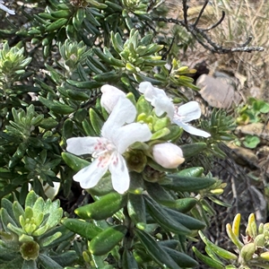 Westringia fruticosa (Native Rosemary) at Broulee, NSW by Hejor1