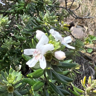 Westringia fruticosa (Native Rosemary) at Broulee, NSW - 25 Jan 2025 by Hejor1