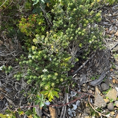 Westringia fruticosa at Broulee, NSW - 25 Jan 2025 02:46 PM