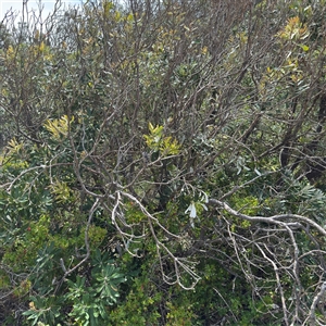 Banksia integrifolia subsp. integrifolia (Coast Banksia) at Broulee, NSW by Hejor1