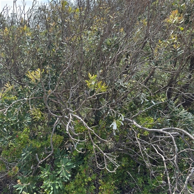 Banksia integrifolia subsp. integrifolia (Coast Banksia) at Broulee, NSW - 25 Jan 2025 by Hejor1