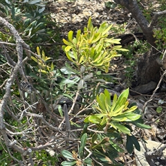 Banksia integrifolia subsp. integrifolia at Broulee, NSW - 25 Jan 2025 02:46 PM