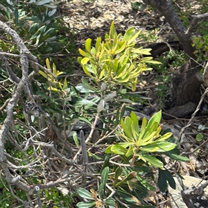 Banksia integrifolia subsp. integrifolia at Broulee, NSW - 25 Jan 2025 02:46 PM