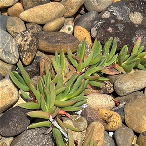 Carpobrotus glaucescens at Broulee, NSW - 25 Jan 2025 02:46 PM