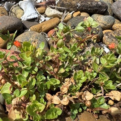 Lysimachia arvensis (Scarlet Pimpernel) at Broulee, NSW - 25 Jan 2025 by Hejor1