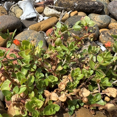 Lysimachia arvensis (Scarlet Pimpernel) at Broulee, NSW - 25 Jan 2025 by Hejor1