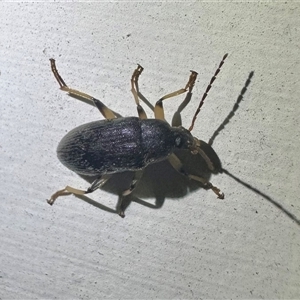 Homotrysis macleayi (Comb-clawed beetle) at Ainslie, ACT by Pirom