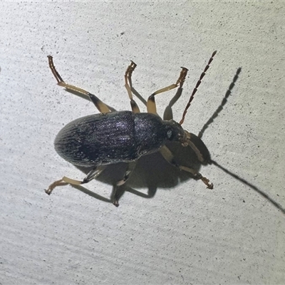 Homotrysis macleayi (Comb-clawed beetle) at Ainslie, ACT - 25 Jan 2025 by Pirom