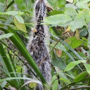 Ixobrychus flavicollis (Black Bittern) at Kelso, QLD by TerryS