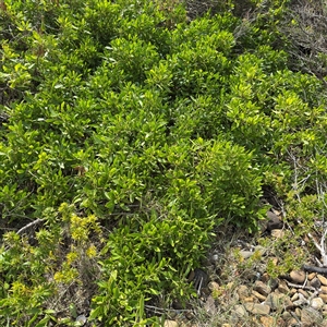 Myoporum boninense subsp. australe (Boobialla) at Broulee, NSW by Hejor1