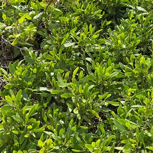 Myoporum boninense subsp. australe at Broulee, NSW - 25 Jan 2025 02:46 PM