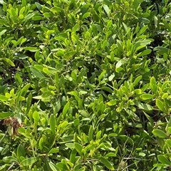 Myoporum boninense subsp. australe at Broulee, NSW - 25 Jan 2025 02:46 PM