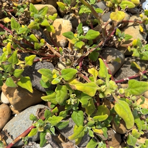 Tetragonia tetragonoides (Native Spinach, New Zealand Spinach) at Broulee, NSW - 25 Jan 2025 by Hejor1