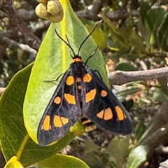 Amata (genus) (Handmaiden Moth) at Broulee, NSW - 25 Jan 2025 by Hejor1