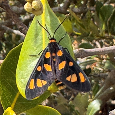 Amata (genus) (Handmaiden Moth) at Broulee, NSW - 25 Jan 2025 by Hejor1