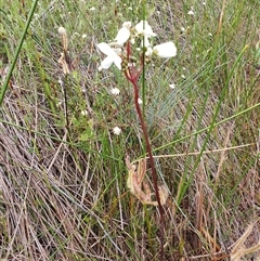 Drosera binata (Forked Sundew) at Barren Grounds, NSW - 26 Jan 2025 by AndrewK