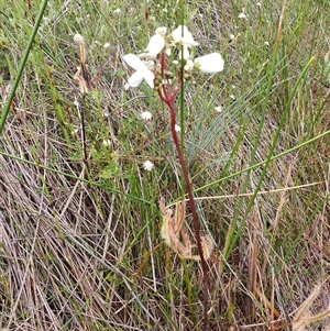 Drosera binata at Barren Grounds, NSW - 26 Jan 2025 08:45 AM