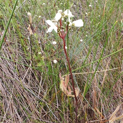 Drosera binata (Forked Sundew) at Barren Grounds, NSW - 25 Jan 2025 by AndrewK