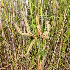 Drosera binata (Forked Sundew) at Barren Grounds, NSW - 25 Jan 2025 by AndrewK