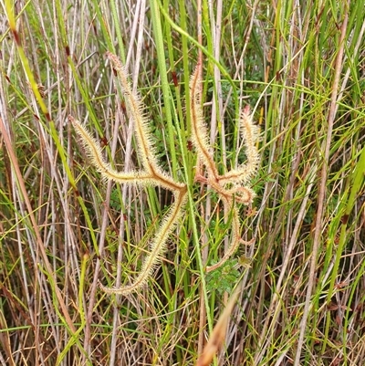 Drosera binata (Forked Sundew) at Barren Grounds, NSW - 26 Jan 2025 by AndrewK