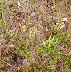 Drosera binata at Barren Grounds, NSW - 26 Jan 2025 08:35 AM