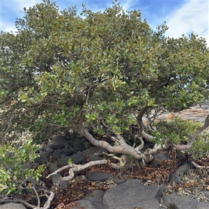 Avicennia marina subsp. australasica (Grey Mangrove) at Broulee, NSW by Hejor1