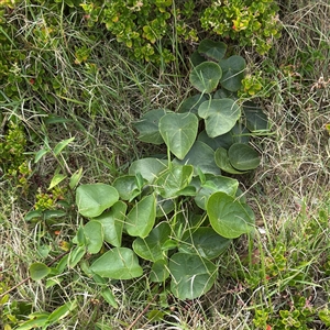 Stephania japonica (Stephania, Tape Vine, Snake Vine) at Broulee, NSW by Hejor1