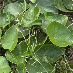 Stephania japonica at Broulee, NSW - 25 Jan 2025 03:04 PM