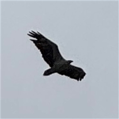 Haliaeetus leucogaster (White-bellied Sea-Eagle) at Broulee, NSW - 25 Jan 2025 by Hejor1