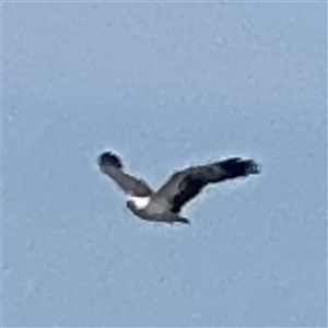 Haliaeetus leucogaster at Broulee, NSW - 25 Jan 2025 03:08 PM