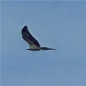 Haliaeetus leucogaster at Broulee, NSW - 25 Jan 2025 03:08 PM