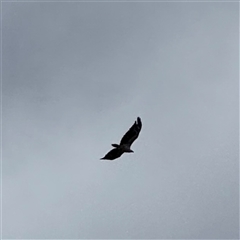 Haliaeetus leucogaster at Broulee, NSW - 25 Jan 2025 03:08 PM