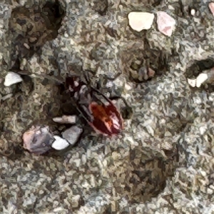 Heteroptera (suborder) at Broulee, NSW - 25 Jan 2025 03:15 PM