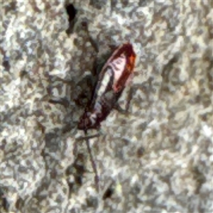 Heteroptera (suborder) at Broulee, NSW - 25 Jan 2025 03:15 PM