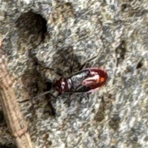 Heteroptera (suborder) at Broulee, NSW - 25 Jan 2025 03:15 PM