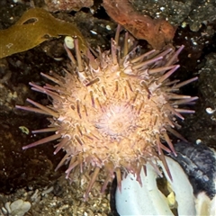 Heliocidaris erythrogramma (Sea Urchin) at Broulee, NSW - 25 Jan 2025 by Hejor1