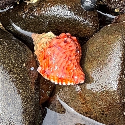 Charonia lampas (Australian Red Triton) at Broulee, NSW - 25 Jan 2025 by Hejor1