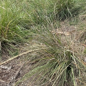 Sporobolus africanus (Parramatta Grass, Rat's Tail Grass) at Yarralumla, ACT by Jennybach