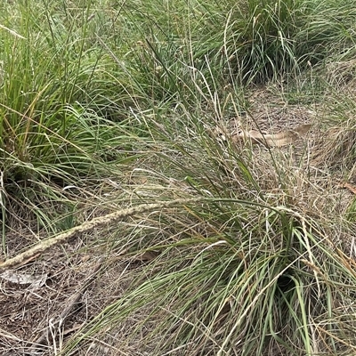 Sporobolus africanus (Parramatta Grass, Rat's Tail Grass) at Yarralumla, ACT - 26 Jan 2025 by Jennybach