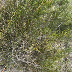 Casuarina glauca (Swamp She-oak) at Broulee, NSW - 25 Jan 2025 by Hejor1