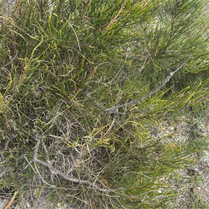 Casuarina glauca (Swamp She-oak) at Broulee, NSW by Hejor1