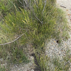 Casuarina glauca at Broulee, NSW - 25 Jan 2025 03:36 PM