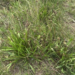 Plantago lanceolata (Ribwort Plantain, Lamb's Tongues) at Broulee, NSW - 25 Jan 2025 by Hejor1