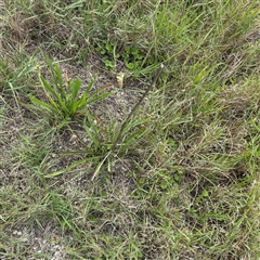 Plantago lanceolata at Broulee, NSW - 25 Jan 2025 03:36 PM