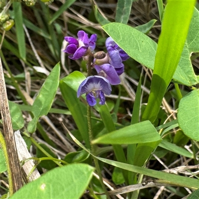 Glycine sp. at Broulee, NSW - 25 Jan 2025 by Hejor1