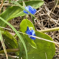 Commelina cyanea (Scurvy Weed) at Broulee, NSW - 25 Jan 2025 by Hejor1