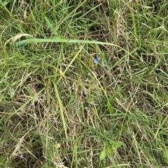 Commelina cyanea at Broulee, NSW - 25 Jan 2025 03:37 PM