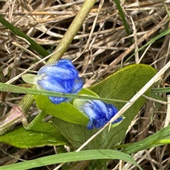 Commelina cyanea at Broulee, NSW - 25 Jan 2025 03:37 PM